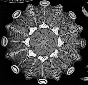 Drawing of diatom by artist and zoologist Ernst Haeckle